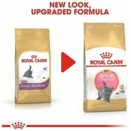 Karma dla kota Royal Canin Warzywo Ptaki 10 kg